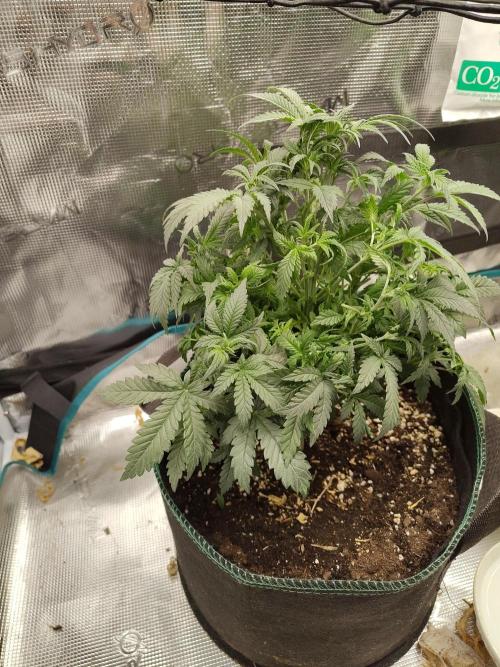 Grow Tent 120x60x180cm (4'x2'x6'). Week 7