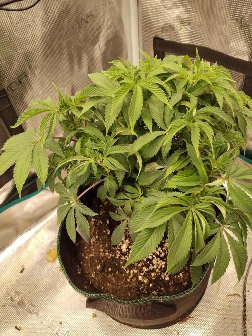 Black Domina Feminized – Sensi Seeds. Week 8