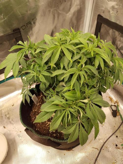 Black Domina Feminized – Sensi Seeds. Week 8