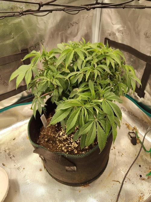 Black Domina Feminized – Sensi Seeds. Week 8