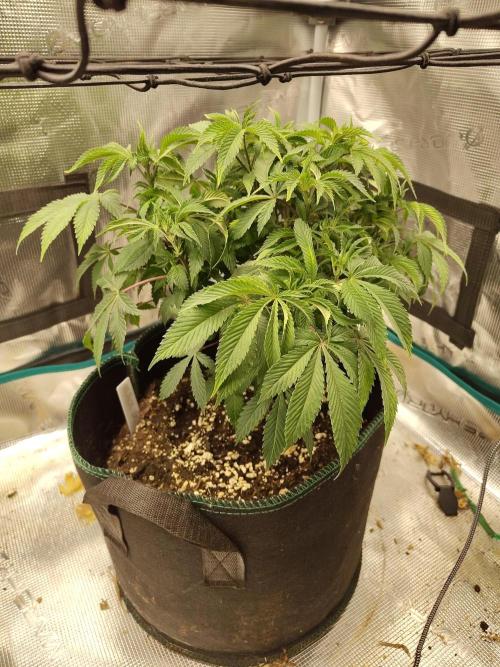 Black Domina Feminized – Sensi Seeds. Week 8