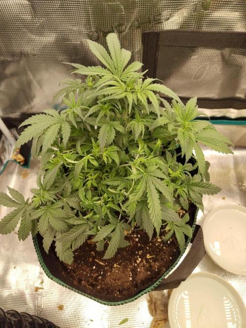 Black Domina Feminized – Sensi Seeds. Week 8