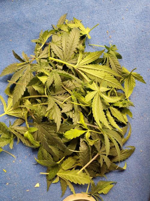 Black Domina Feminized – Sensi Seeds. Week 8