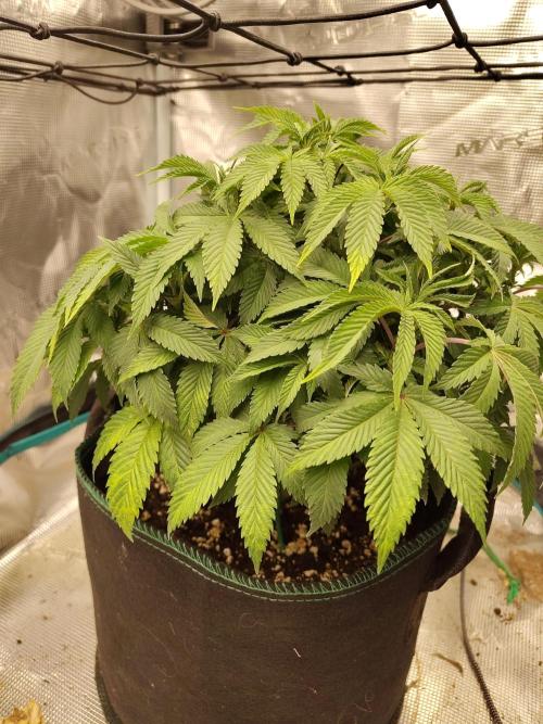 Black Domina Feminized – Sensi Seeds. Week 8