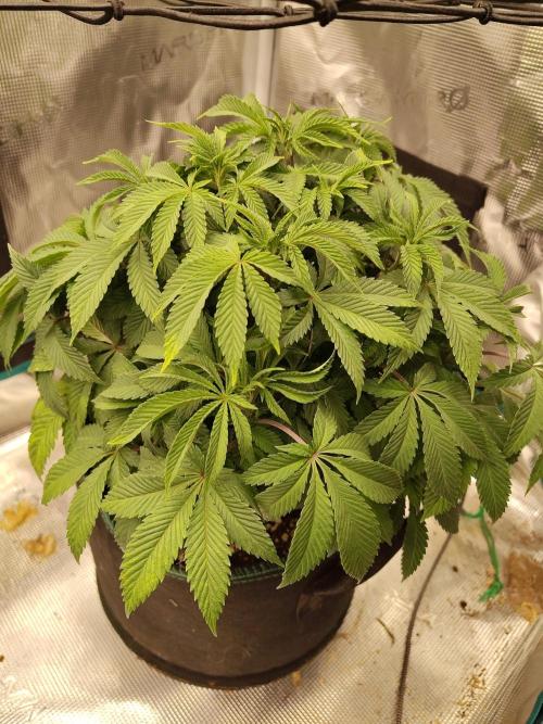Black Domina Feminized – Sensi Seeds. Week 8