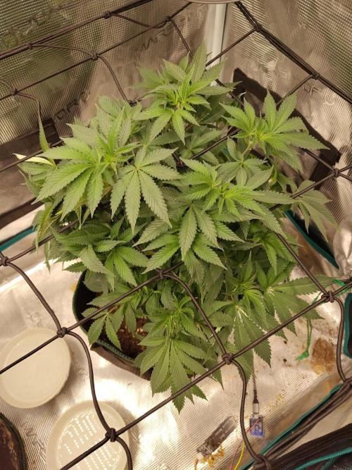 Black Domina Feminized – Sensi Seeds. Week 9