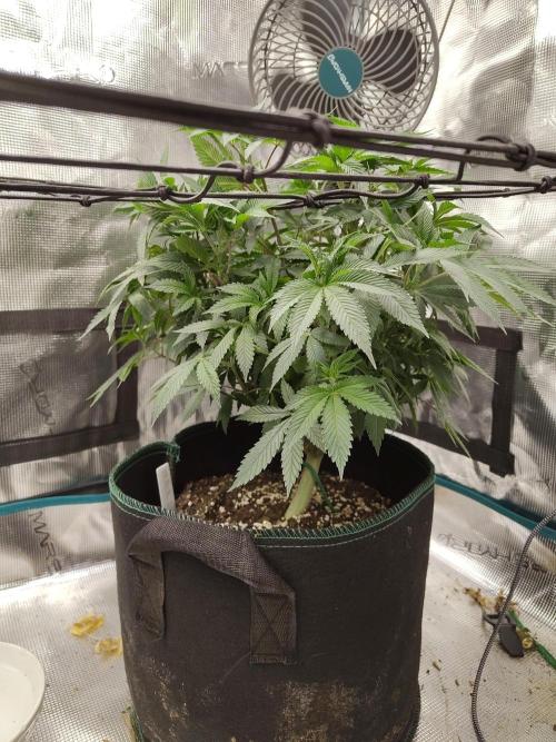 Black Domina Feminized – Sensi Seeds. Week 9