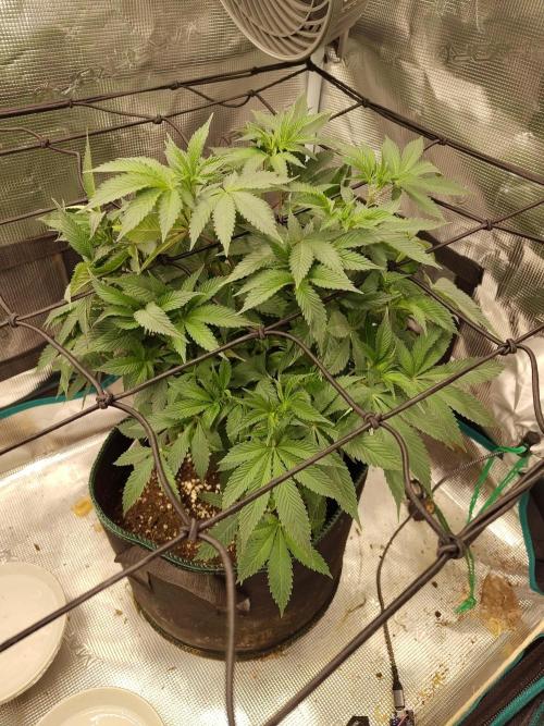 Black Domina Feminized – Sensi Seeds. Week 9