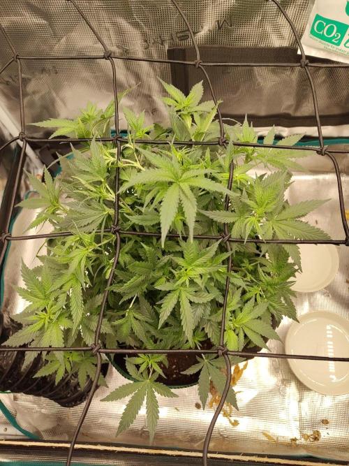 Black Domina Feminized – Sensi Seeds. Week 9