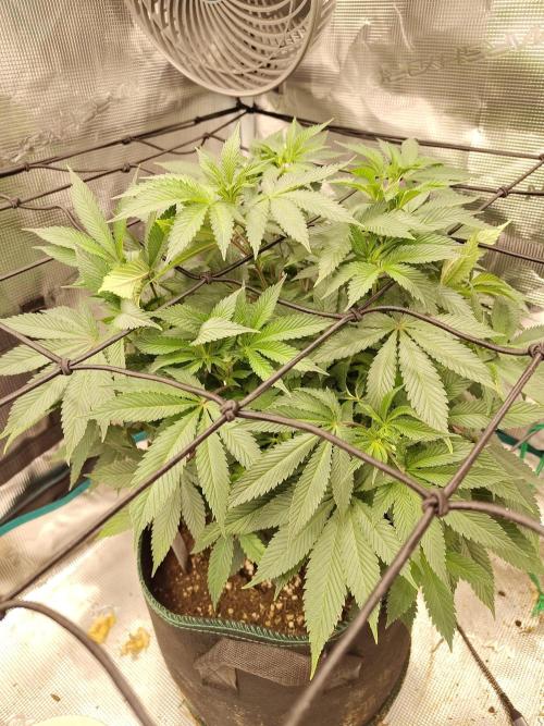Black Domina Feminized – Sensi Seeds. Week 9