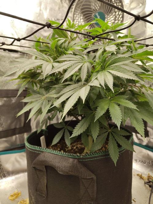 Black Domina Feminized – Sensi Seeds. Week 9