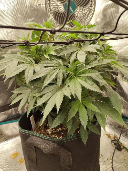 Black Domina Feminized – Sensi Seeds. Week 9