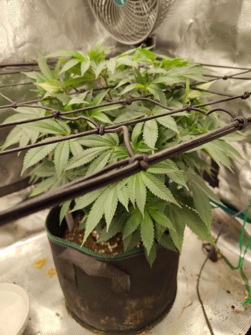 Black Domina Feminized – Sensi Seeds. Week 9