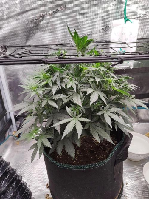 Double Banana Kush Fem. Week 8