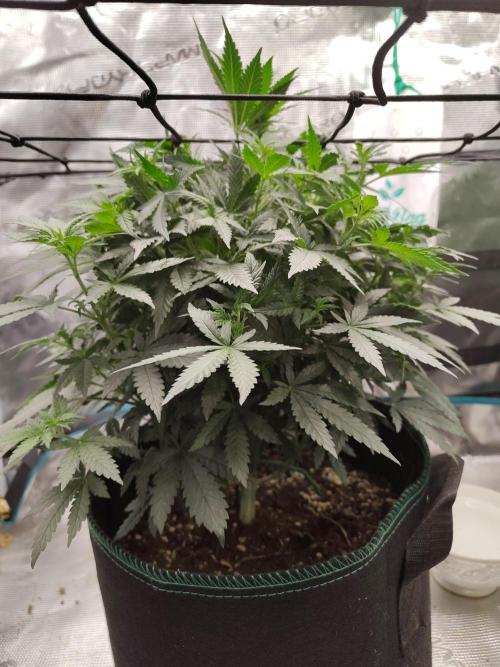 Double Banana Kush Fem. Week 8
