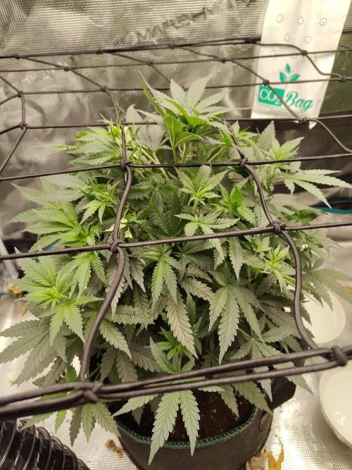 Double Banana Kush Fem. Week 8