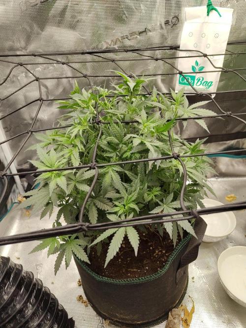 Double Banana Kush Fem. Week 8