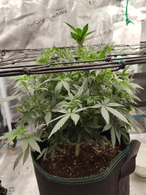 Double Banana Kush Fem. Week 8