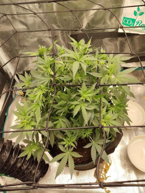 Double Banana Kush Fem. Week 8
