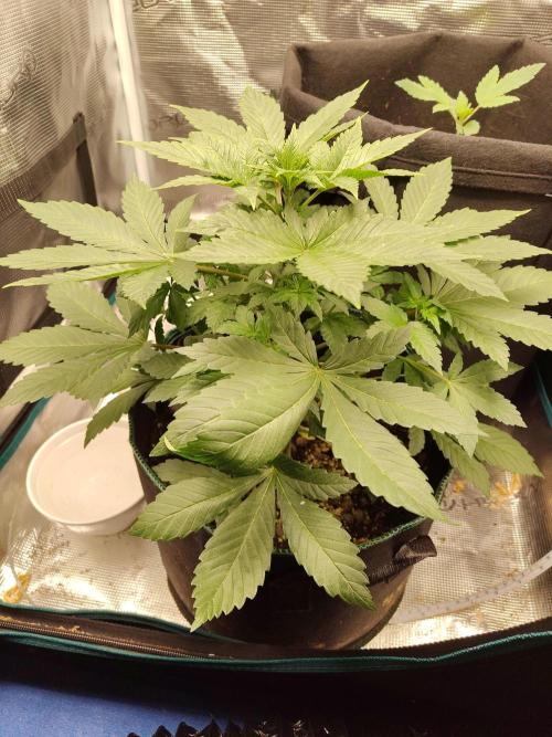 Sensi Seeds – Northern Lights (fem). Week 5