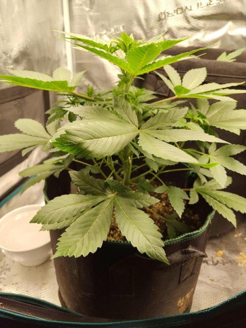Sensi Seeds – Northern Lights (fem). Week 5