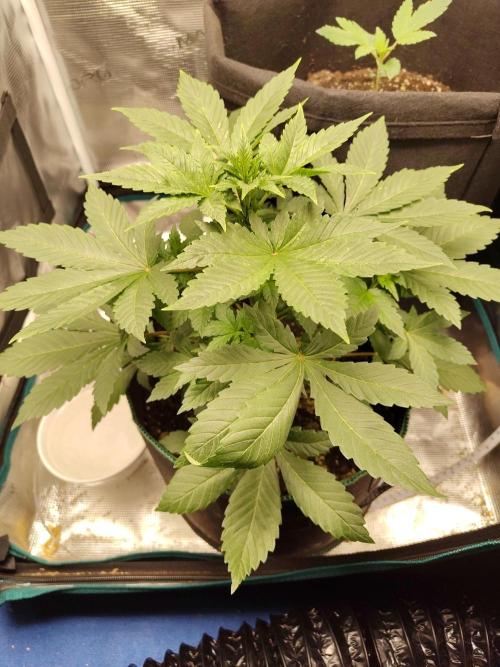 Sensi Seeds – Northern Lights (fem). Week 5