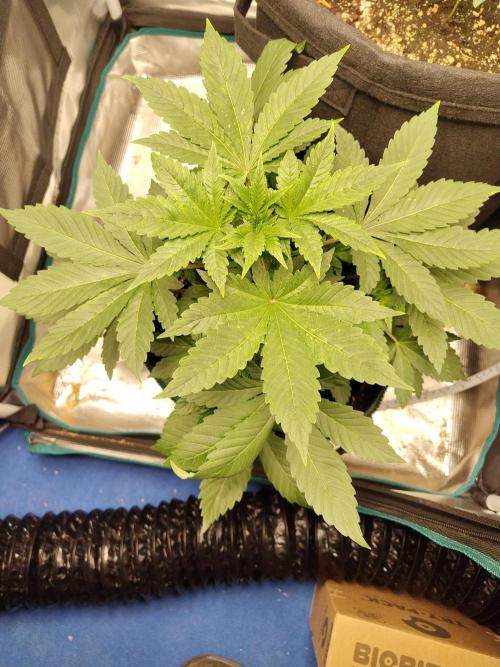 Sensi Seeds – Northern Lights (fem). Week 5