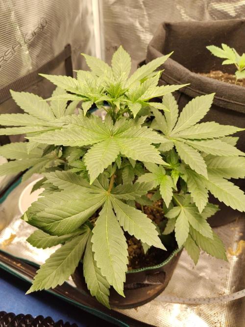 Sensi Seeds – Northern Lights (fem). Week 5