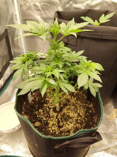Sensi Seeds – Northern Lights (fem). Week 5