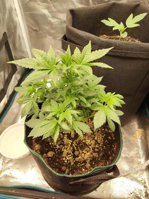Sensi Seeds – Northern Lights (fem). Week 5