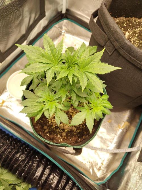 Sensi Seeds – Northern Lights (fem). Week 5