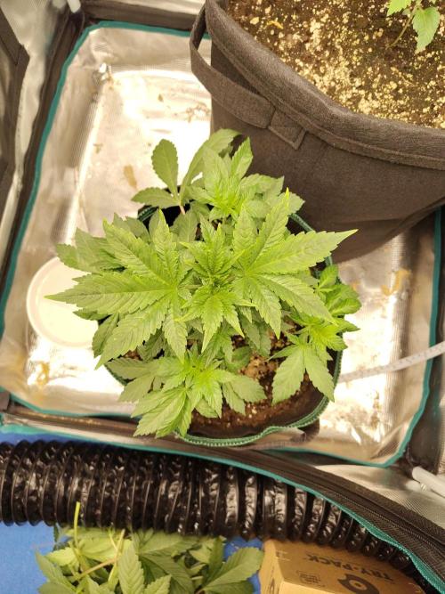 Sensi Seeds – Northern Lights (fem). Week 5