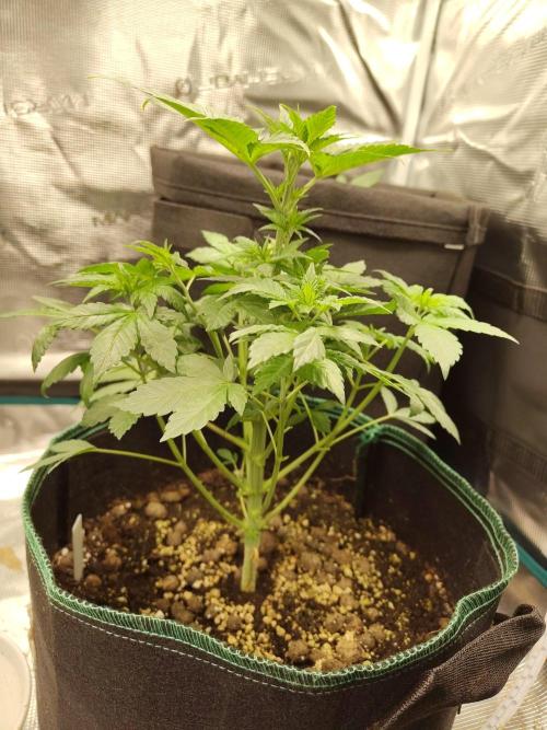 Sensi Seeds – Northern Lights (fem). Week 5
