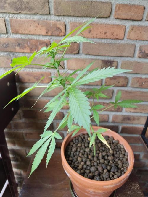 Fast Buds – Mexican Airlines Automatic. Week 7