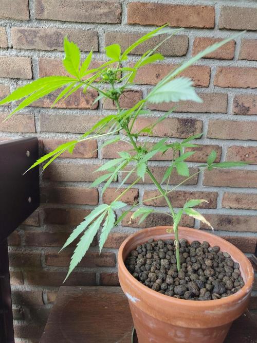 Fast Buds – Mexican Airlines Automatic. Week 7