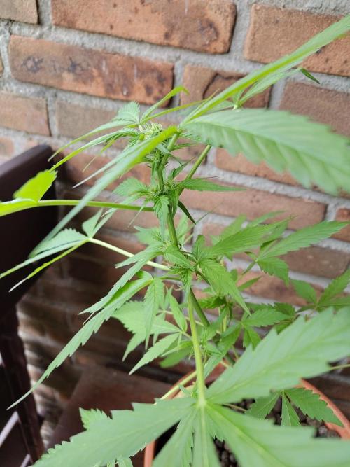 Fast Buds – Mexican Airlines Automatic. Week 7