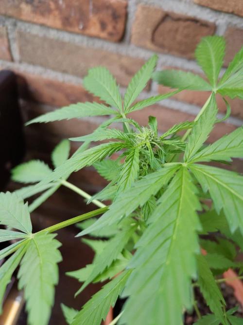 Fast Buds – Mexican Airlines Automatic. Week 7