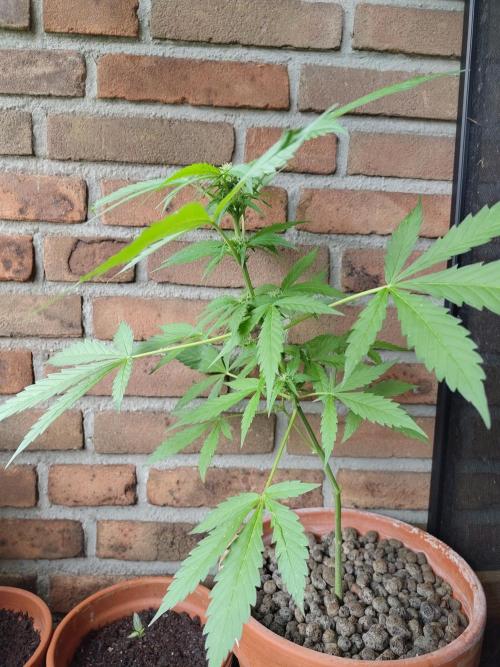 Fast Buds – Mexican Airlines Automatic. Week 8