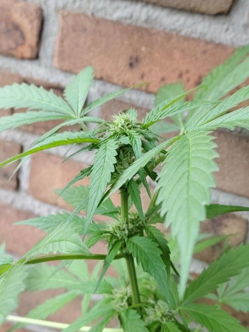 Fast Buds – Mexican Airlines Automatic. Week 8