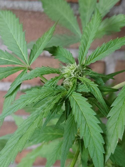 Fast Buds – Mexican Airlines Automatic. Week 8