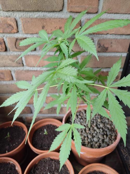 Fast Buds – Mexican Airlines Automatic. Week 8