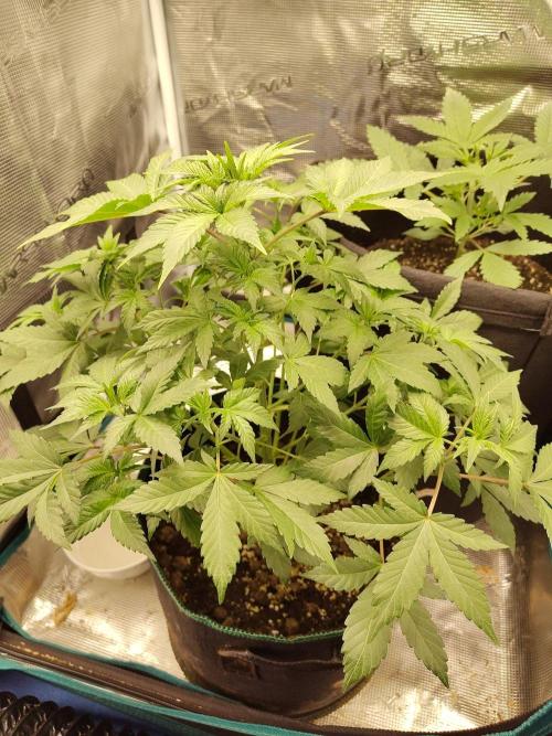 Sensi Seeds – Northern Lights (fem). Week 6