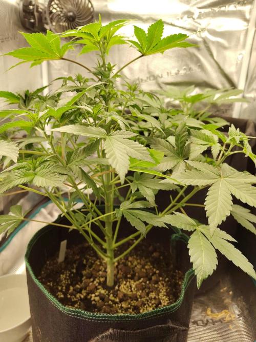 Sensi Seeds – Northern Lights (fem). Week 6