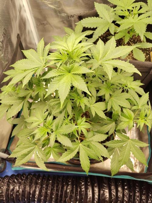 Sensi Seeds – Northern Lights (fem). Week 6
