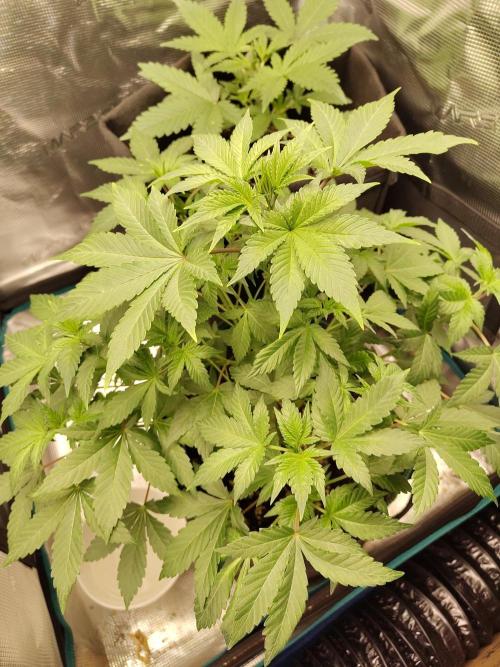 Sensi Seeds – Northern Lights (fem). Week 6