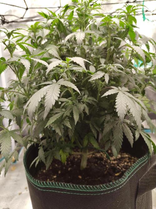 Double Banana Kush Fem. Week 9