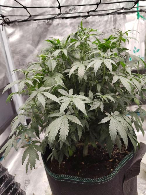 Double Banana Kush Fem. Week 9