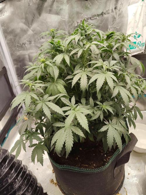 Double Banana Kush Fem. Week 9