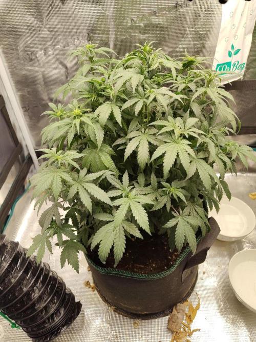 Double Banana Kush Fem. Week 9