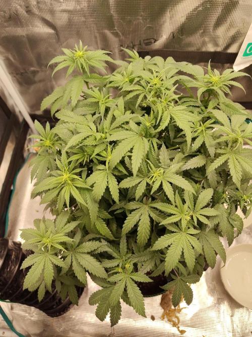 Black Domina Feminized – Sensi Seeds. Week 10
